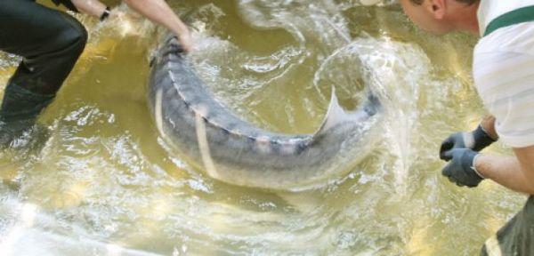 Nice :) - morun-capturat-pe-dunare.jpg